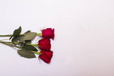 Three red roses on white background with copy space flat lay