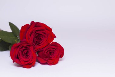 Three red roses with green leaves on white background