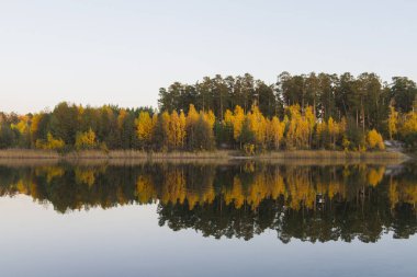Golden forest near lake. Autumn