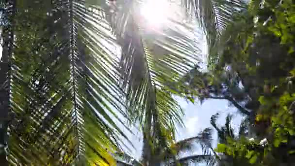 A sunny day in the warm South in Vietnam. Wind swings green leaves. Summer time. — Stock Video