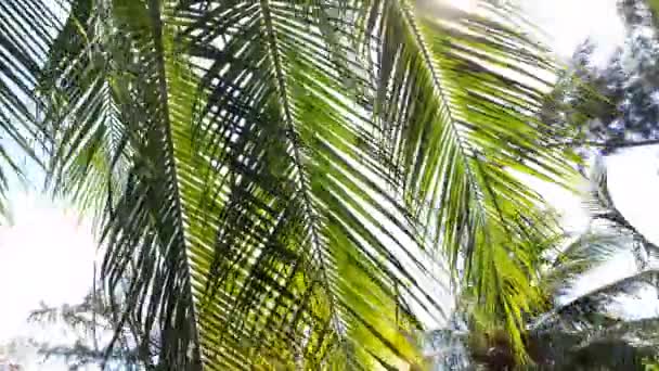 Een zonnige dag in het warme zuiden in Vietnam. Wind zwaait groene bladeren van kokosnoot boom. — Stockvideo