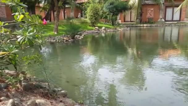 O peixe flutua numa lagoa apedrejada. O vento está crescendo a folhagem de árvores e grama verde . — Vídeo de Stock