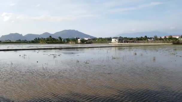 Översvämmade risfält på landsbygden Vietnam. Omgiven av grön djungel och förfallna bostäder av lokalbefolkningen. — Stockvideo