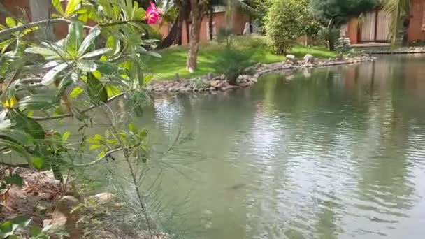 O peixe flutua numa lagoa apedrejada. O vento está crescendo a folhagem de árvores e grama verde . — Vídeo de Stock