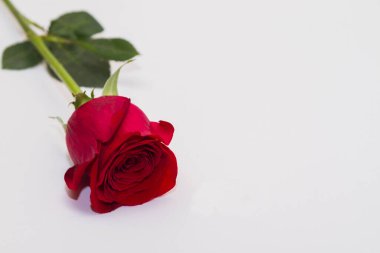 Beyaz arkaplanda kırmızı bir gül ve metnin altında bir yer