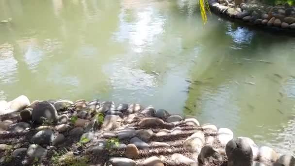 O peixe flutua numa lagoa apedrejada. O vento está crescendo a folhagem de árvores e grama verde . — Vídeo de Stock