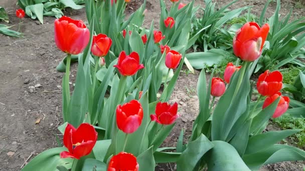 Los tulipanes rojos crecen en la clumba . — Vídeos de Stock