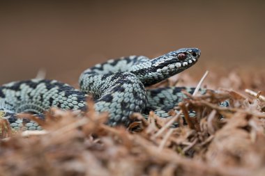 Engerek (Vipera Berus)