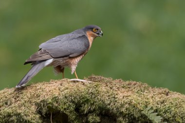 Atmaca (Accipiter Nisus)