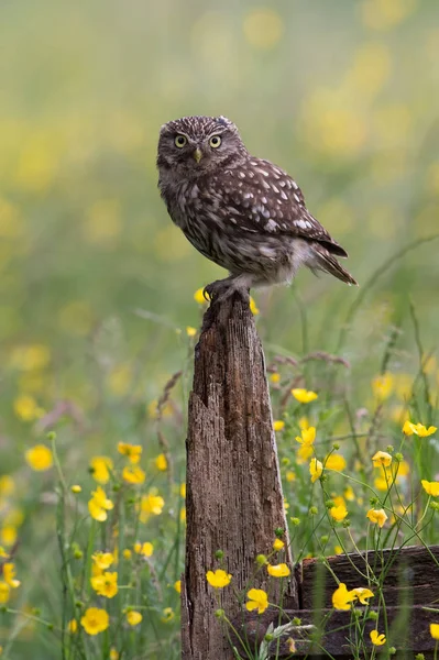 Lille ugle (Athene noctua) – stockfoto