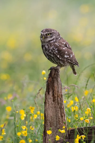 Little Owl (Athene Noctua) — Stock Photo, Image