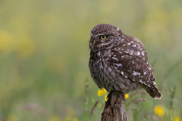 Küçük Baykuş (Athene noctua) — Stok fotoğraf