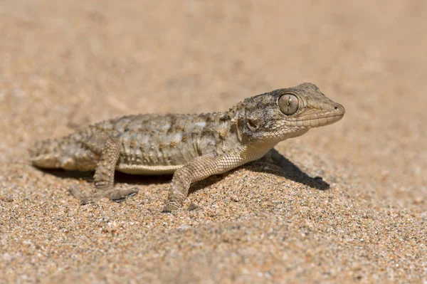 Mauretański Gecko (Gekon murowy) — Zdjęcie stockowe