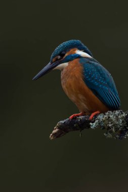 Kingfisher (Alcedo burada)
