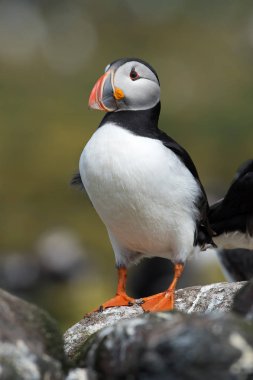 Atlantik martı (edilmiştir Arctica)