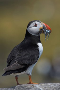 Atlantik martı (edilmiştir Arctica)