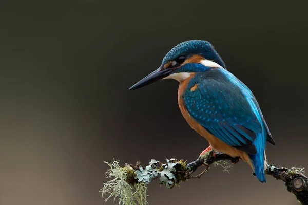 Kingfisher (Alcedo àceci) — Photo