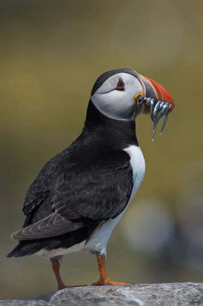 Puffin Atlântico (Alca Arctica ) — Fotografia de Stock