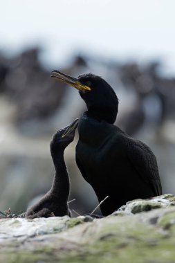 Tepeli karabatak (phalacrocorax aristotelis)