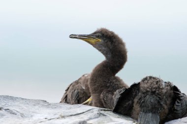 Tepeli karabatak (phalacrocorax aristotelis)