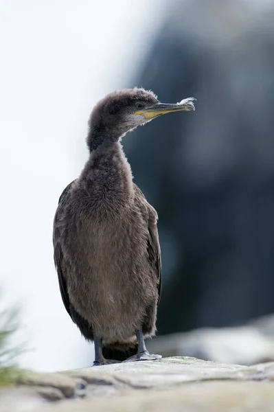 Европейский шаг (phalacrocorax aristotelis) ) — стоковое фото