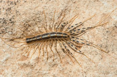 evde kırkayak (scutigera coleoptrata)