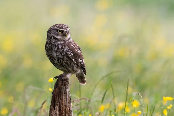 Kleine uil (Athene noctua)) — Stockfoto