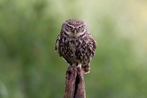 Little Owl (Athene noctua) — Stock Photo, Image