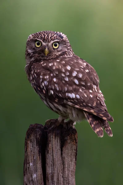 Kleine uil (Athene noctua)) — Stockfoto