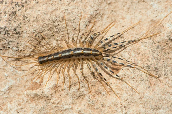 Будинок Centenpede (Scutigera Coloptrata ) — стокове фото