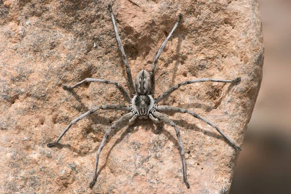 Araña lobo (Lycosidae ) —  Fotos de Stock