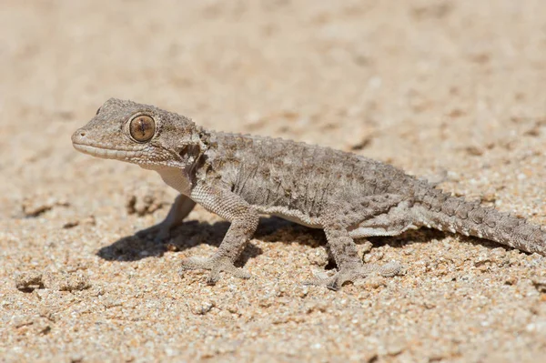 Moorish Gecko (Tarentola mauritanica) — Stock Photo, Image
