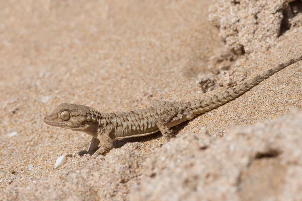 Gecko mourisco (Tarentola mauritanica ) — Fotografia de Stock