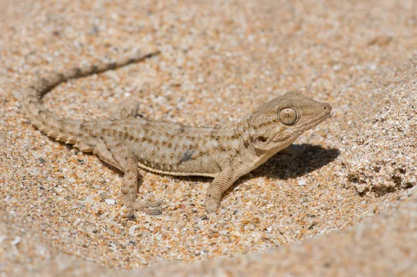 Gecko mourisco (Tarentola mauritanica ) — Fotografia de Stock