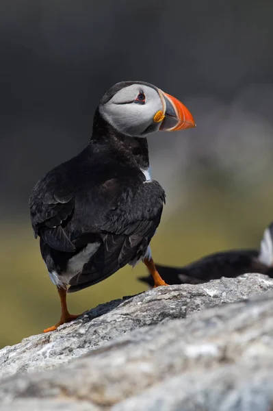 Atlantic Puffin (Alca arctica) — Stock Photo, Image