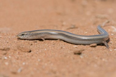 Üç parmaklı Skink (Chalcides sylviella)
