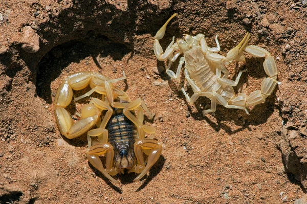 Common Yellow Scorpion (Buthus occitanus) — Stock Photo, Image