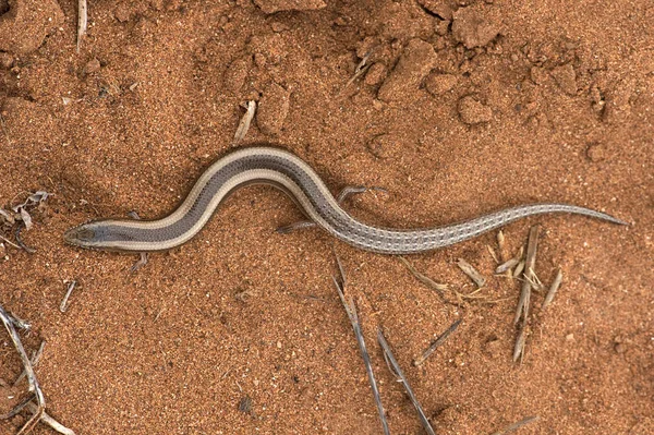 Skink de tres dedos (Chalcides minutus ) — Foto de Stock