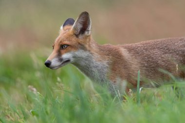 Kızıl Tilki (Vulpes vulpes)