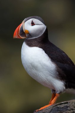 Atlantik martı (edilmiştir Arctica)