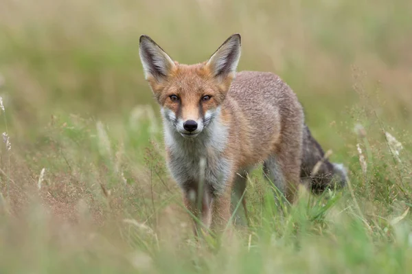 Red Fox (Vulpes vulpes) — Stock Photo, Image