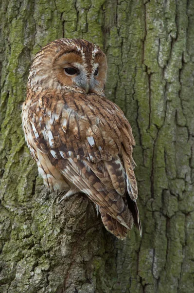 Tawny Owl (Strix aluco) — Stock Photo, Image