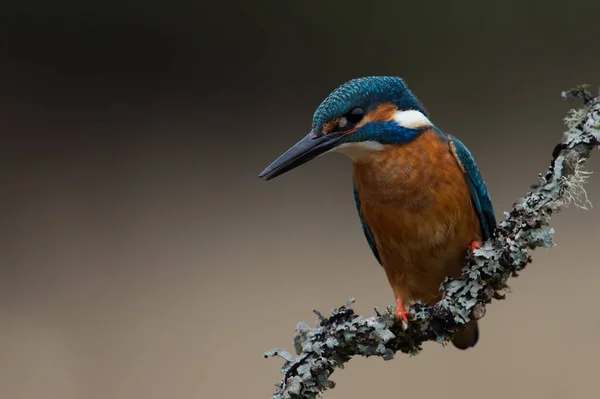 Ledňáček říční (Alcedo atthis) — Stock fotografie