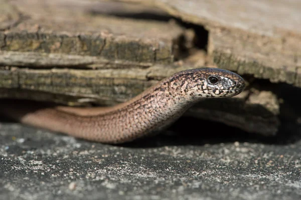 Pomalu červ (Anguis fragilis) — Stock fotografie