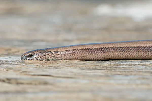 Långsam mask (Anguis fragilis)) — Stockfoto