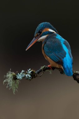 Kingfisher (Alcedo burada)