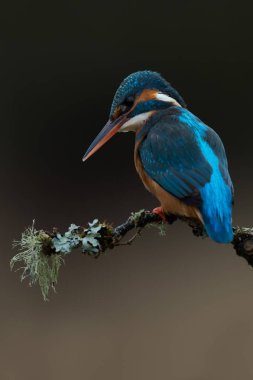 Kingfisher (Alcedo atthis) clipart