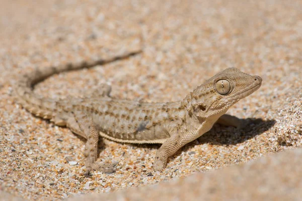 Gecko mourisco (Tarentola mauritanica ) — Fotografia de Stock