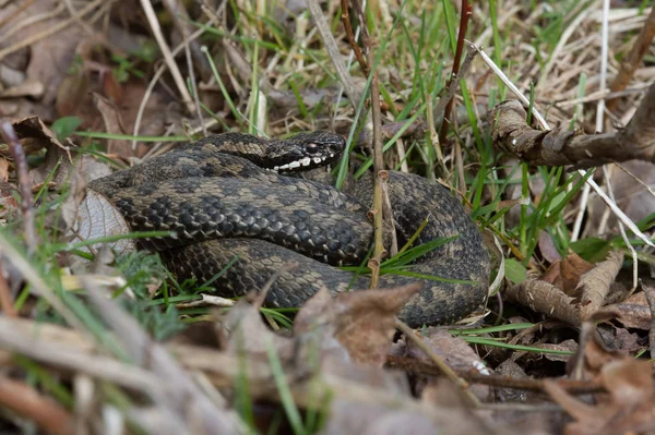 Engerek (Vipera Berus) — Stok fotoğraf