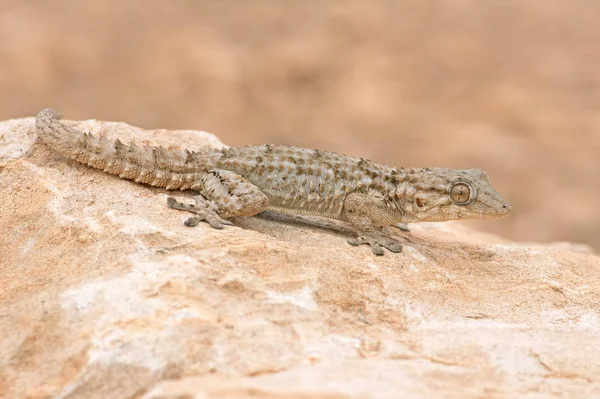 Gecko morisco (Tarentola mauritanica ) — Foto de Stock